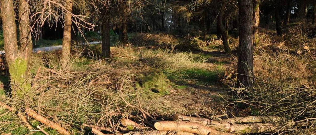 Ramas y troncos en el monte de Penouta, en el concejo de Boal.