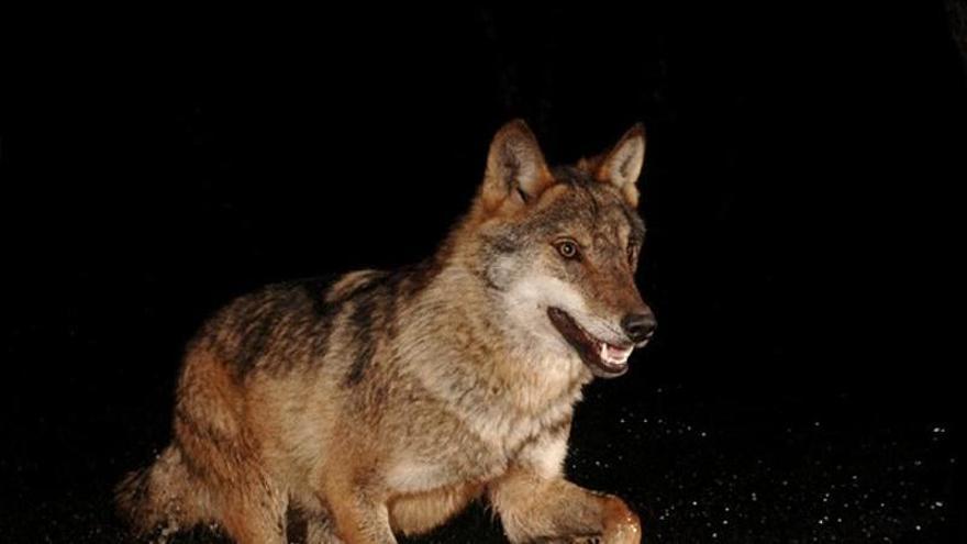 Aparece un lobo radiomarcado muerto en la localidad de Balmonte (Castropol)