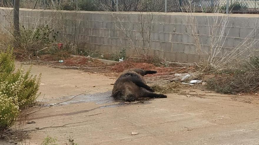 Un cadáver de un jabalí en una de las calles de la urbanización
