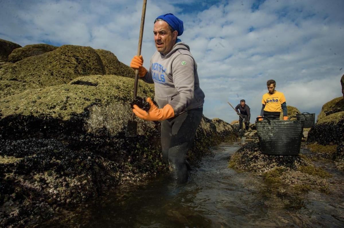 Así recolectan mejilla los bateeiros de Arousa