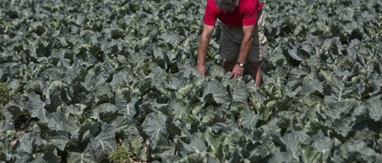 La sequía pone en jaque a la agricultura en Alicante