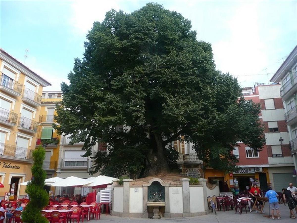 Olmo monumental en Navajas, que fue plantado en 1636 para recordar la repoblación que se llevo a cabo tras la expulsión de los moriscos. Fue reconocido como Árbol del Año en España en 2019