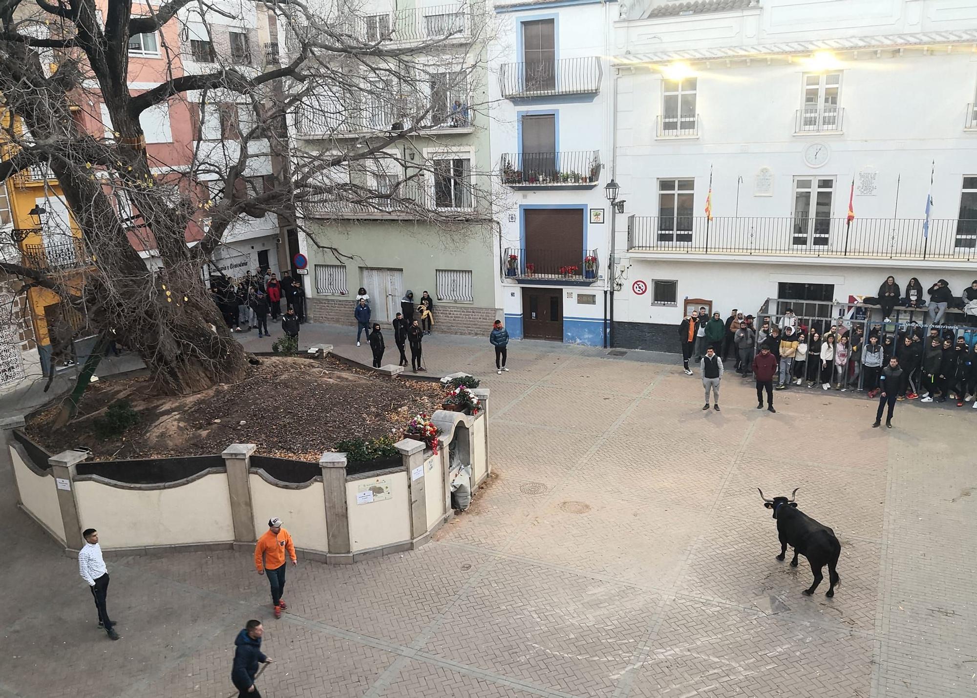 Fin de semana taurina en Navajas por San Antón