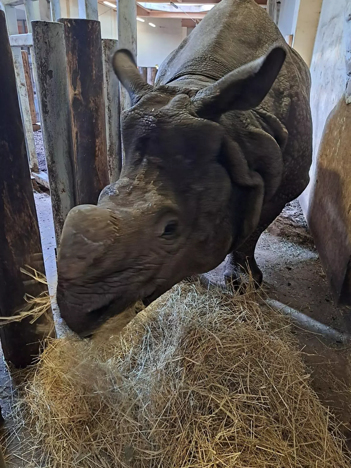 Una empresa de Noia transporta un rinoceronte indio desde Polonia hasta Córdoba