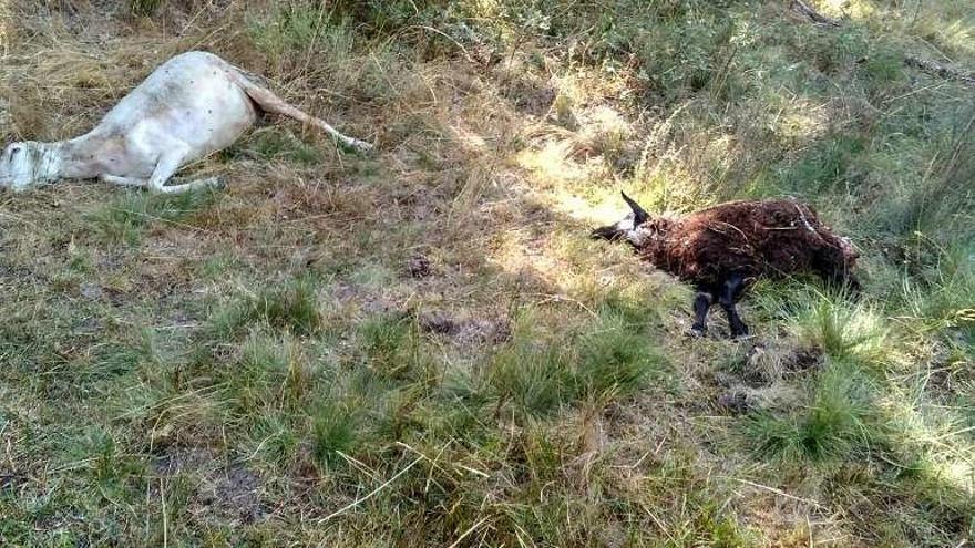 Dos ovejas muertas en una explotación de Espadañedo.