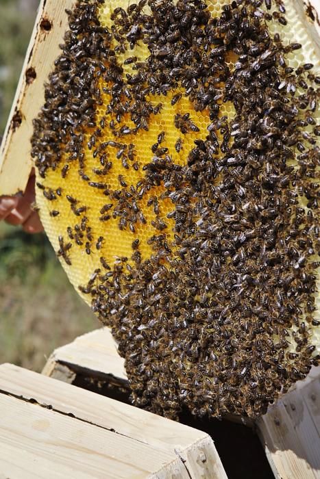 Der Regen im Mai hat den Pflanzen einen zweiten Frühling und den Bienen Pollen sowie Nektar beschert. Der Imker Gori Lladó umsorgt sie und experimentiert mit ökologischen Methoden und neuen Formen für