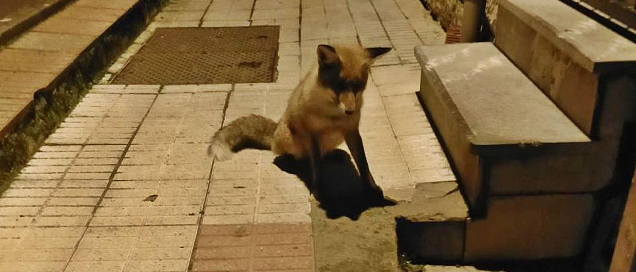 El pequeño zorro, en una calle de Oyanco. | L. C.