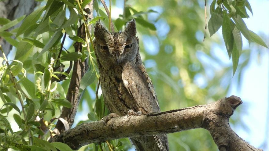 enen a hacer 'turismo' de invierno a la Comunitat Valenciana siguen siendo fieles pese al cambio climático