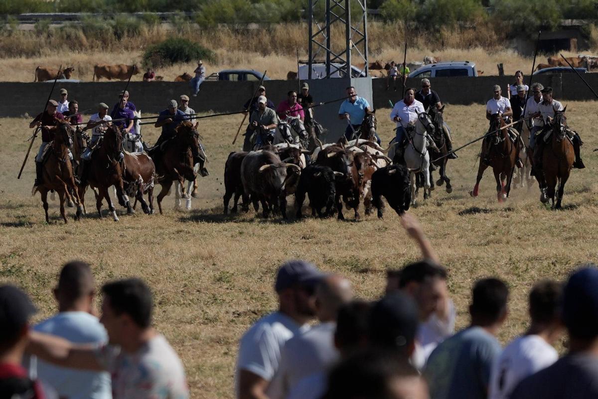 Tradición y espectación en el arranque de los espantes de Fuentesaúco Tradición y espectación en el arranque de los espantes de Fuentesaúco