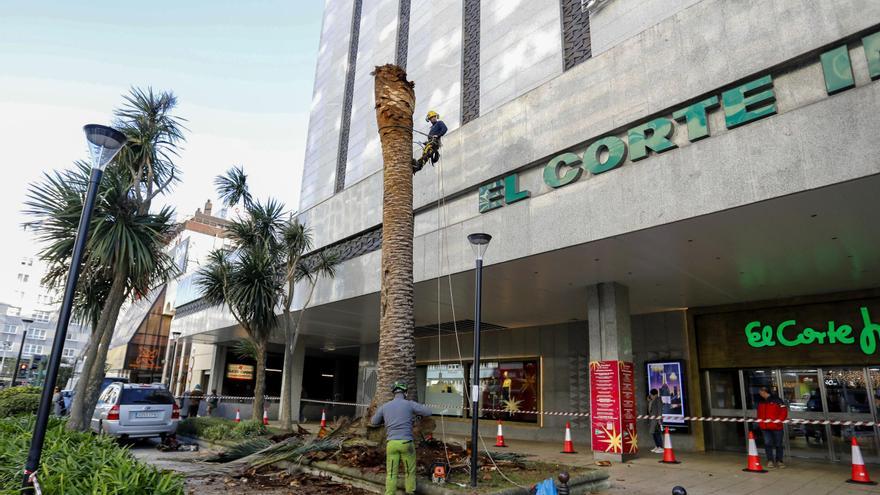 El picudo rojo acaba con las palmeras de El Corte Inglés