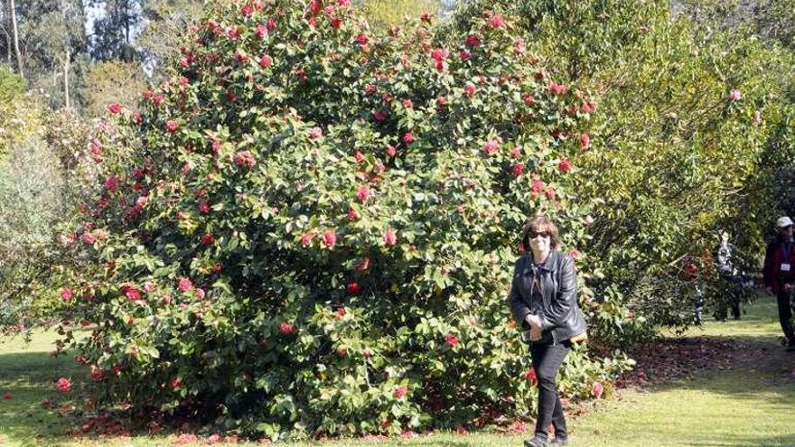 El jardín de A Saleta forma parte de la Ruta da Camelia. // Noé Parga