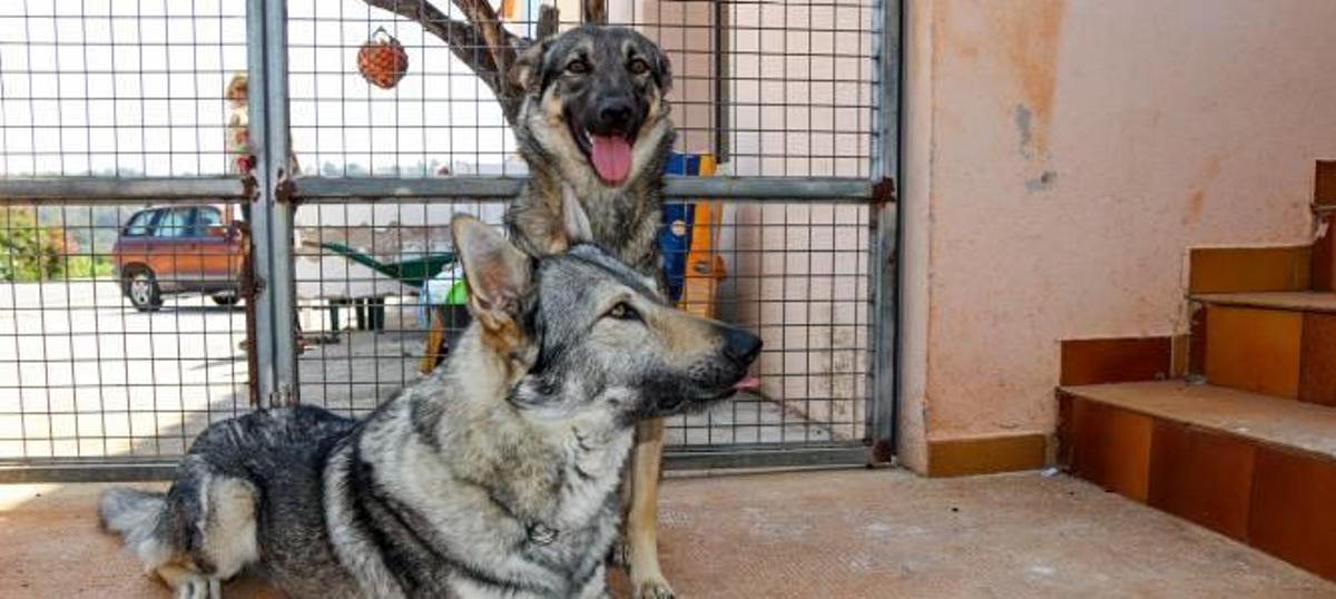 Dos perros lobo sacan de la cama a su dueña en Llíber y la salvan de un incendio