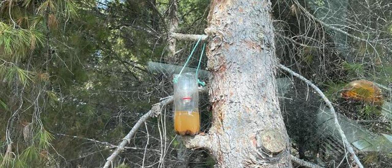 Uno de los cebos colocados por la empresa urbanizadora de la parcela donde se ha detectado el foco de avispas