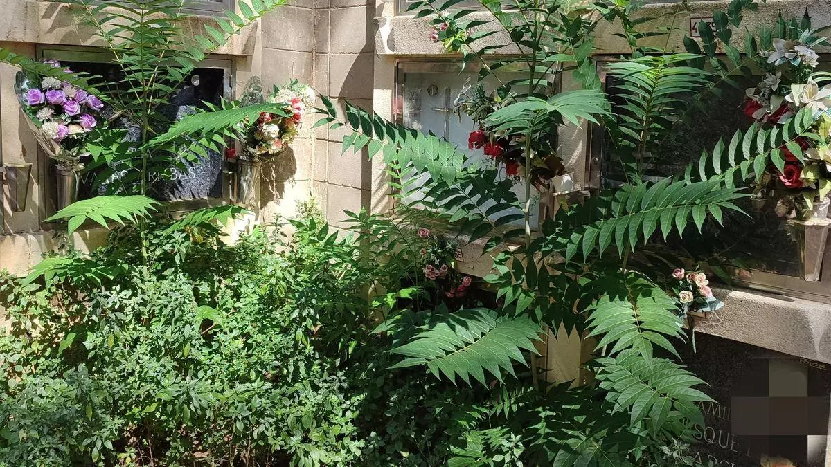 "El cementerio de Collserola tiene algunas zonas en completo abandono"