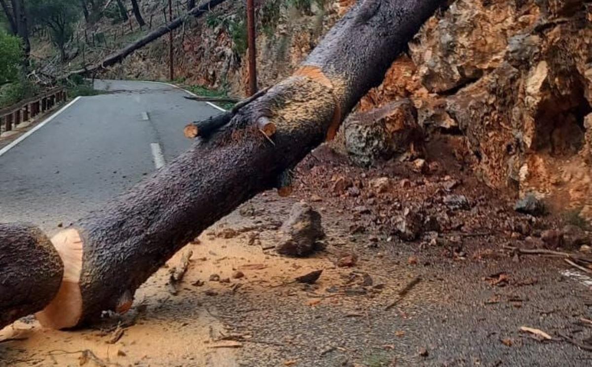 Folgen des Sturms: Umgestürzte Bäume auf einer Landstraße in der Tramuntana.