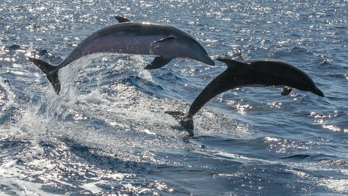 Identifican por primera vez en delfines un patógeno causante de infecciones en humanos