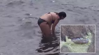Una mujer se salta las recomendaciones y salva a un pez globo en Las Canteras
