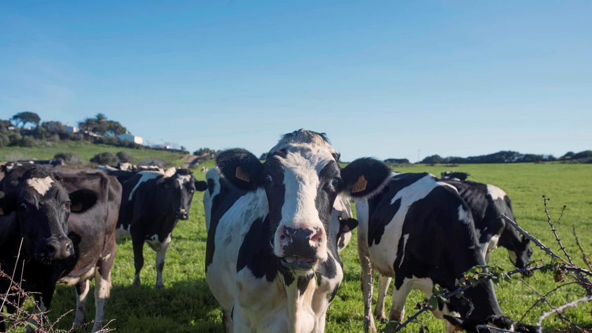 Las vacas pueden reconocer un rostro humano familiar