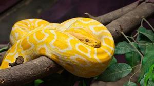 Un pitó mossega als genitals un home que estava assegut al vàter