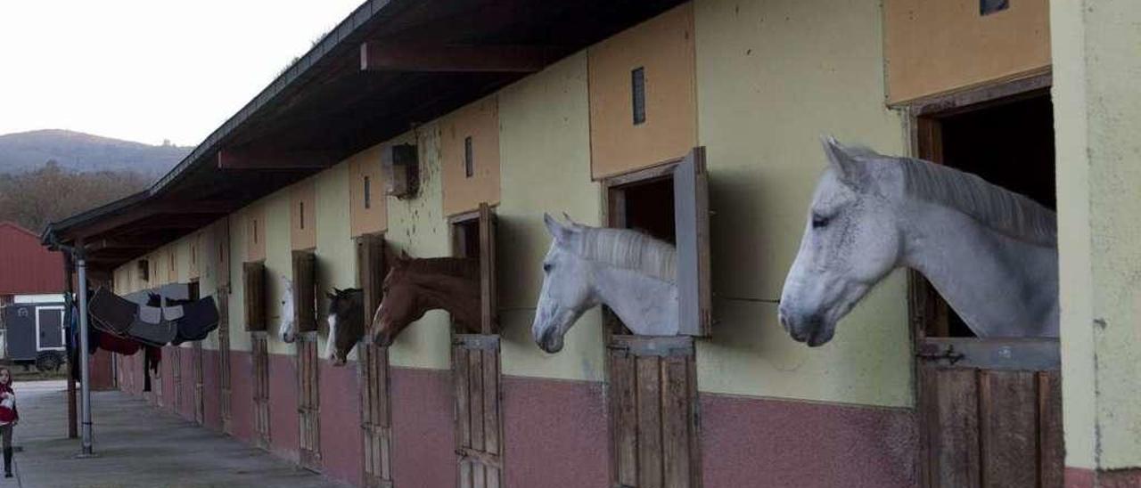 Varios caballos estabulados en El Asturcón en 2016.