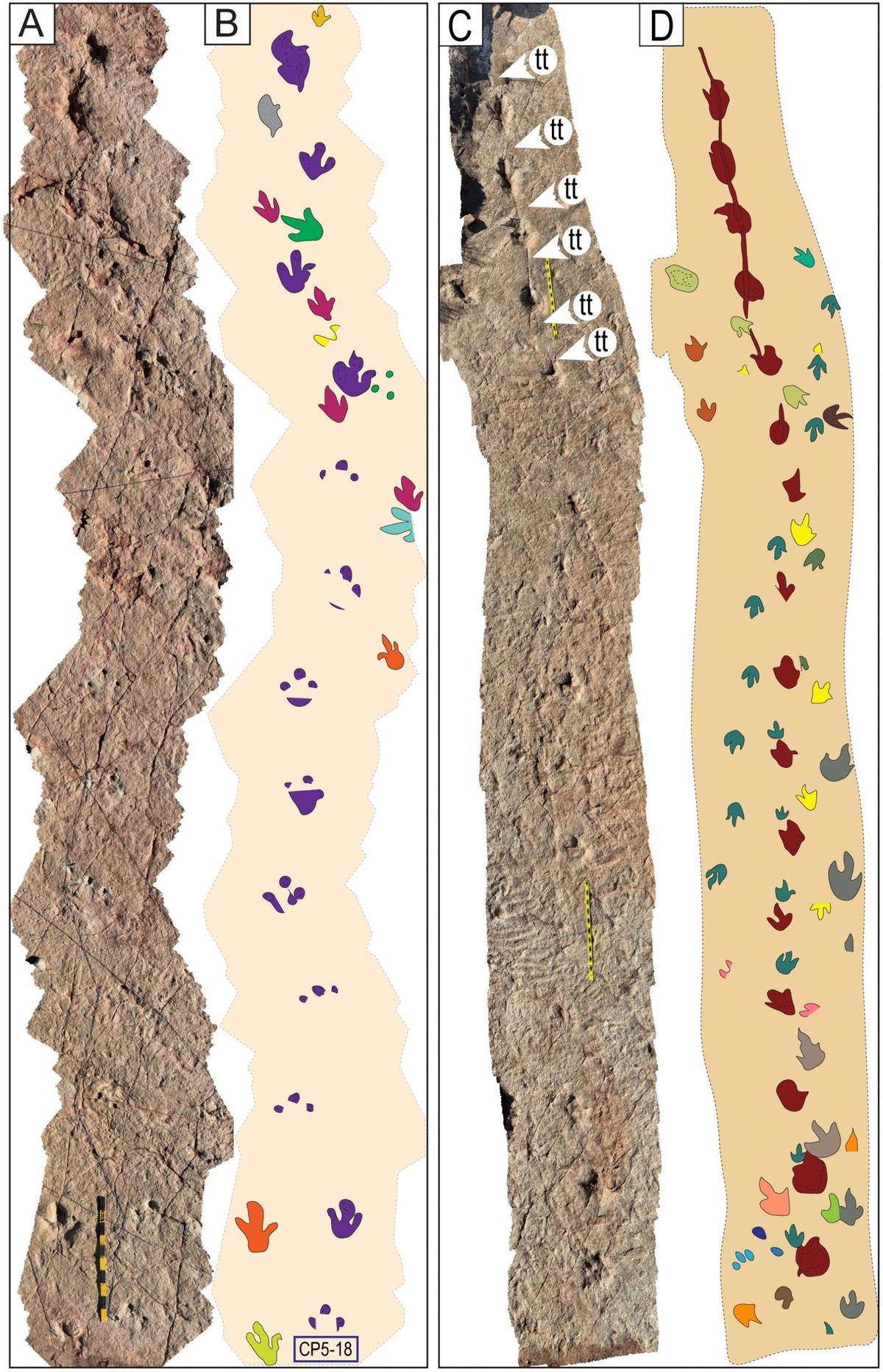 La diversidad de huellas y rastros demuestra que una zona de alto tráfico de dinosaurios