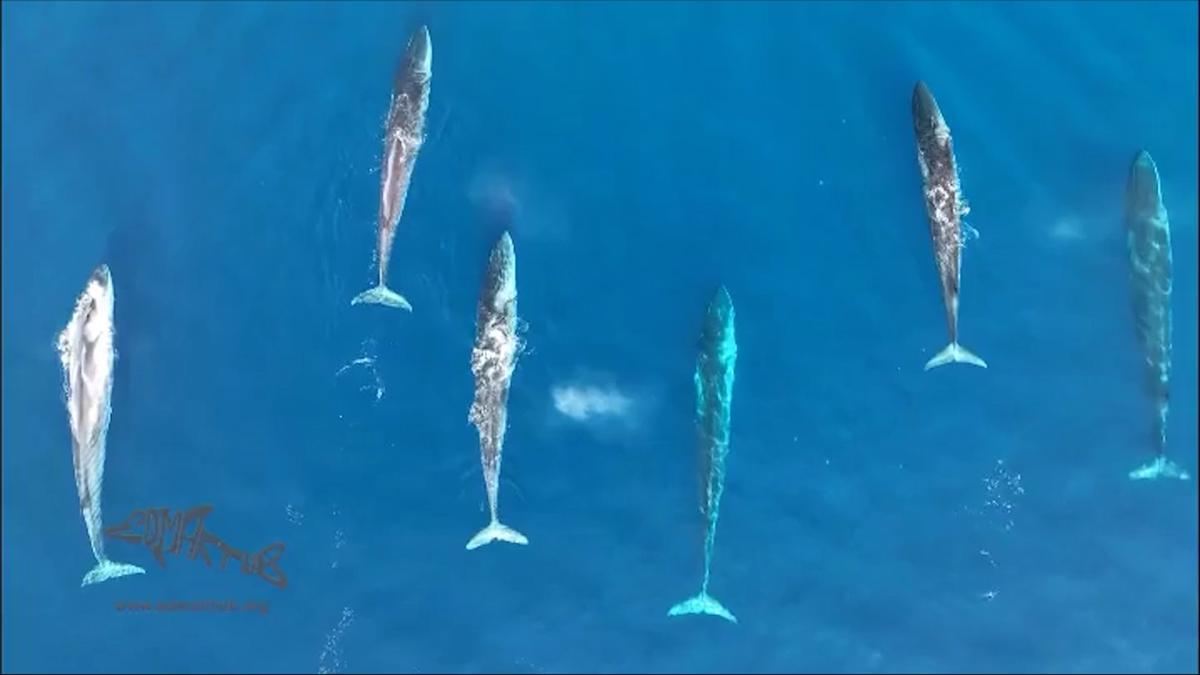 Ballenas migrando al Estrecho de Gibraltar