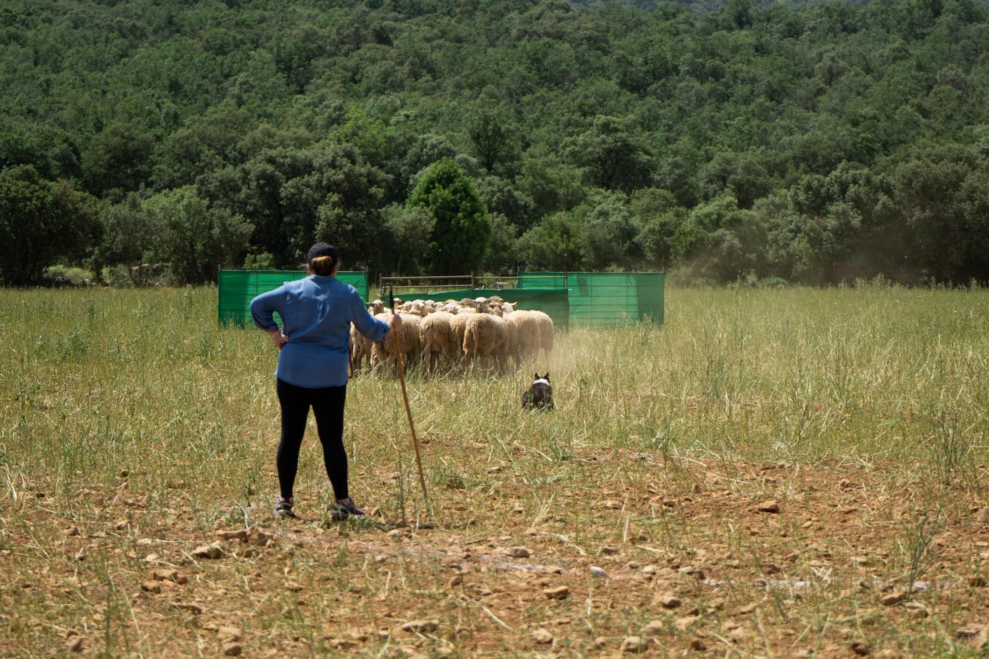 FOTOGALERÍA: Las imágenes del concurso de perros pastores de Ares del Maestrat