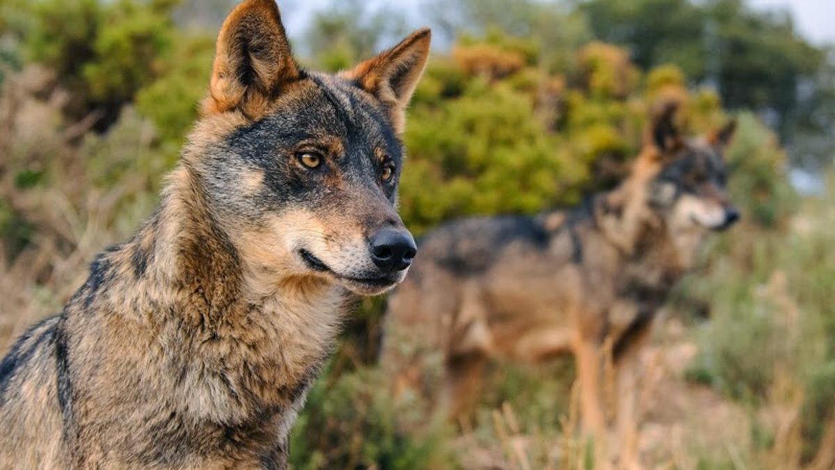 Presencia del lobo ibérico en Extremadura: Tras la huella del lobo