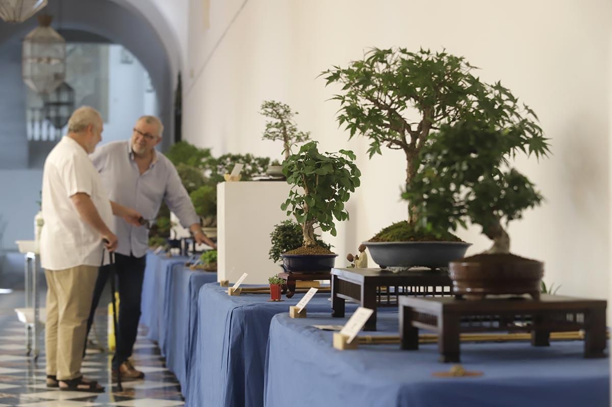 La exposición de bosáis de primavera de la Diputación de Córdoba, en imágenes