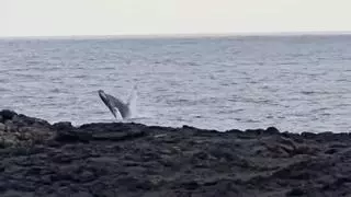 Avistan una ballena yubarta con su cría frente a la costa de El Hierro
