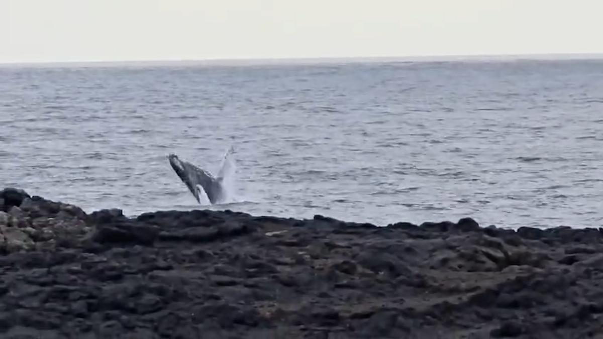 BALLENA YUBARTA EL HIERRO | Impresionante avistamiento de una ballena y su cría en El Hierro