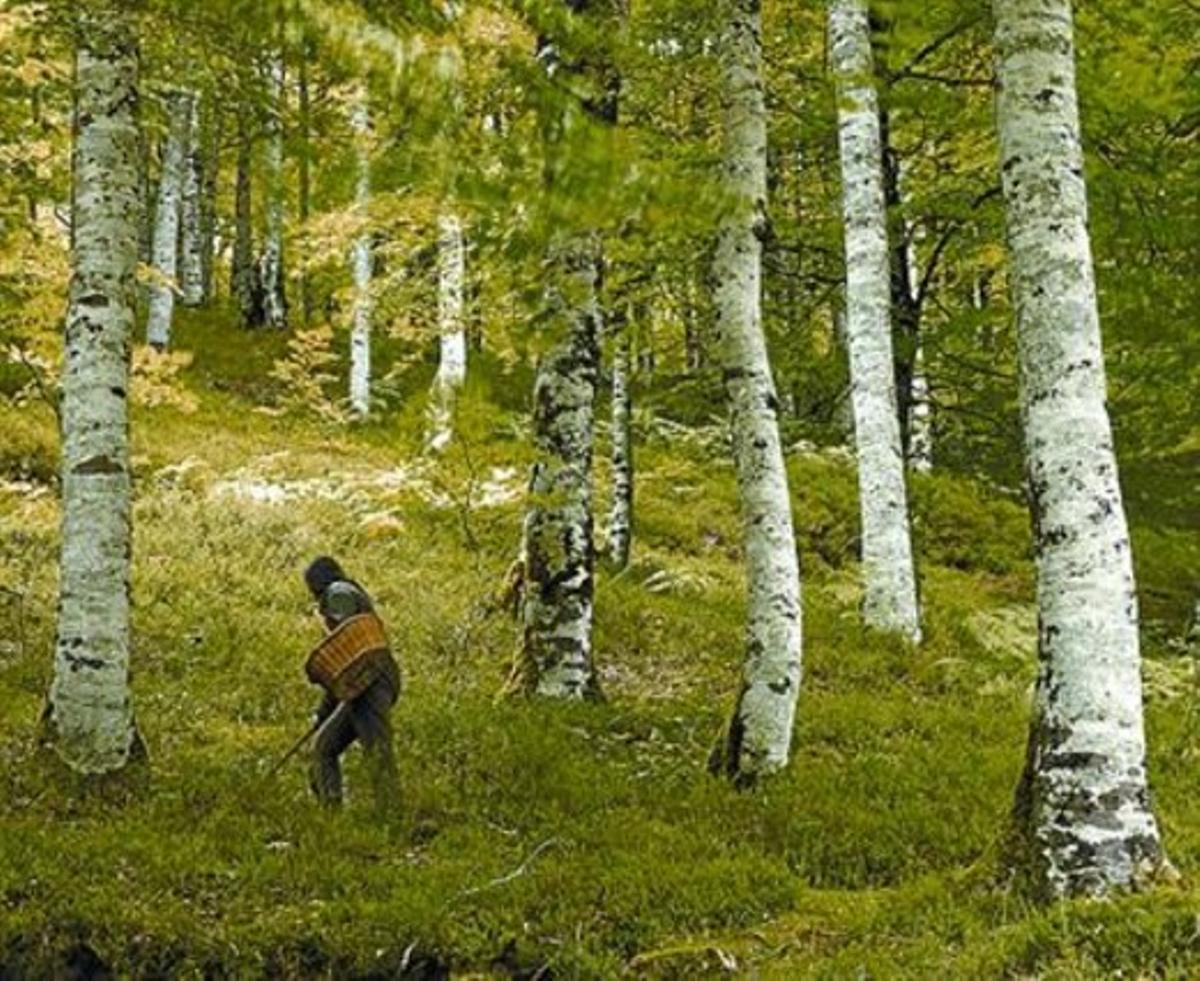 Un bosc de la vall de Baztan.