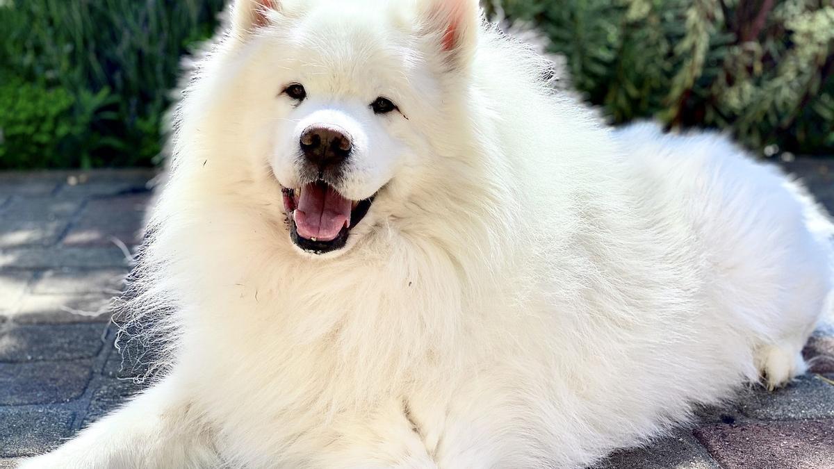 Samoyedo: una de las razas de perros más exclusivas