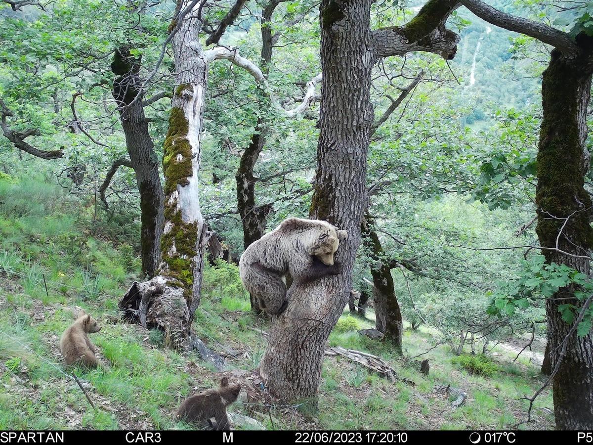 Dos crías de oso pardo, en los Pirineos catalanes.