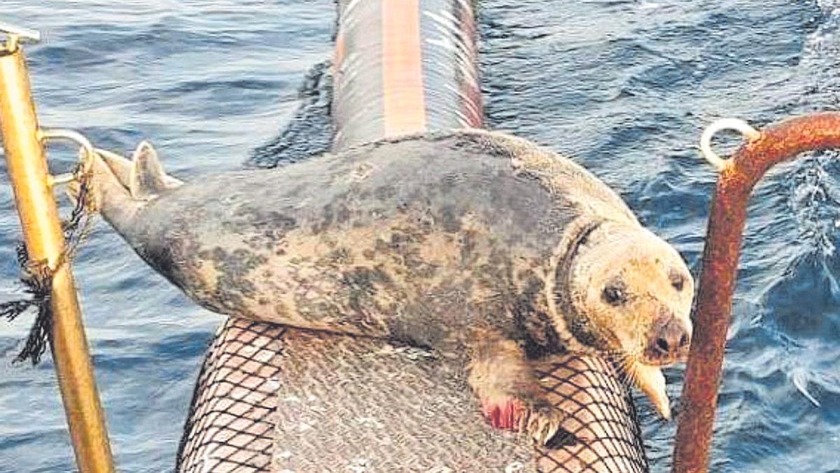 La foca herida vista en Altea se adentra en el mar