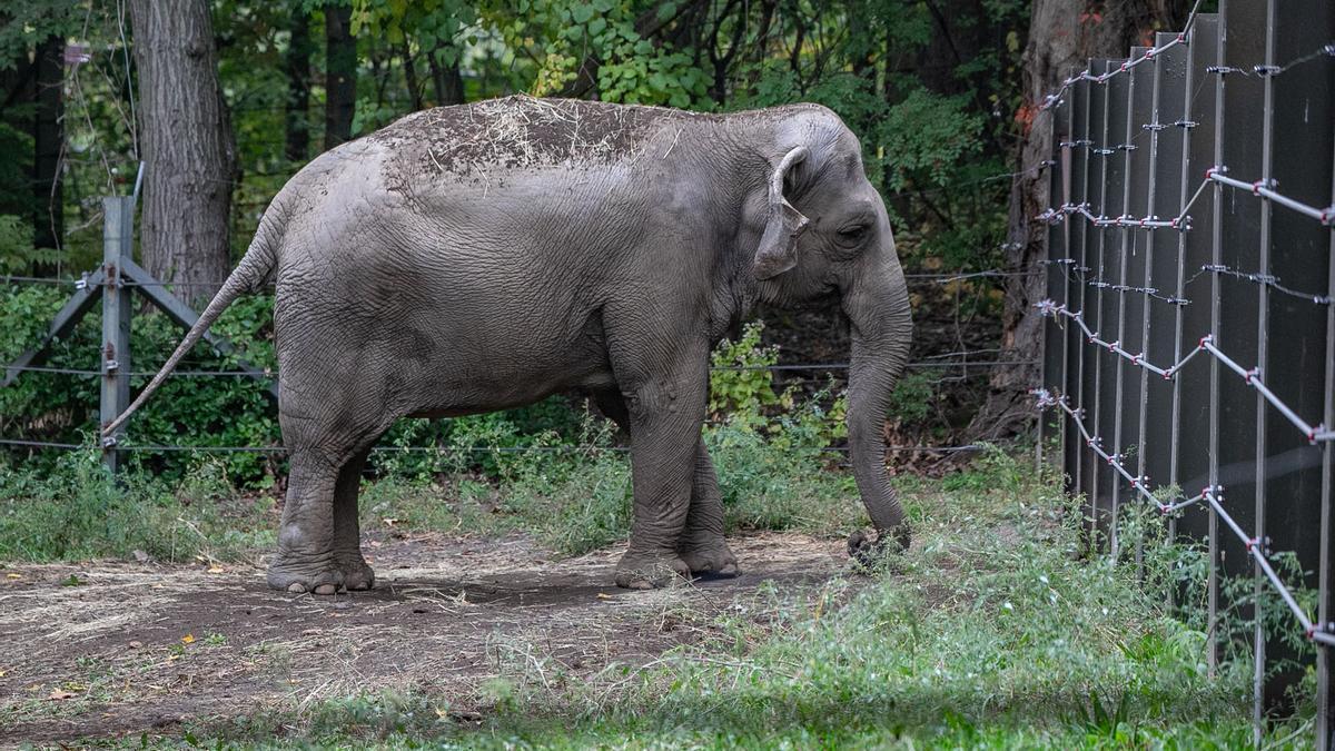 La elefanta Happy, en el zoo del Bronx.