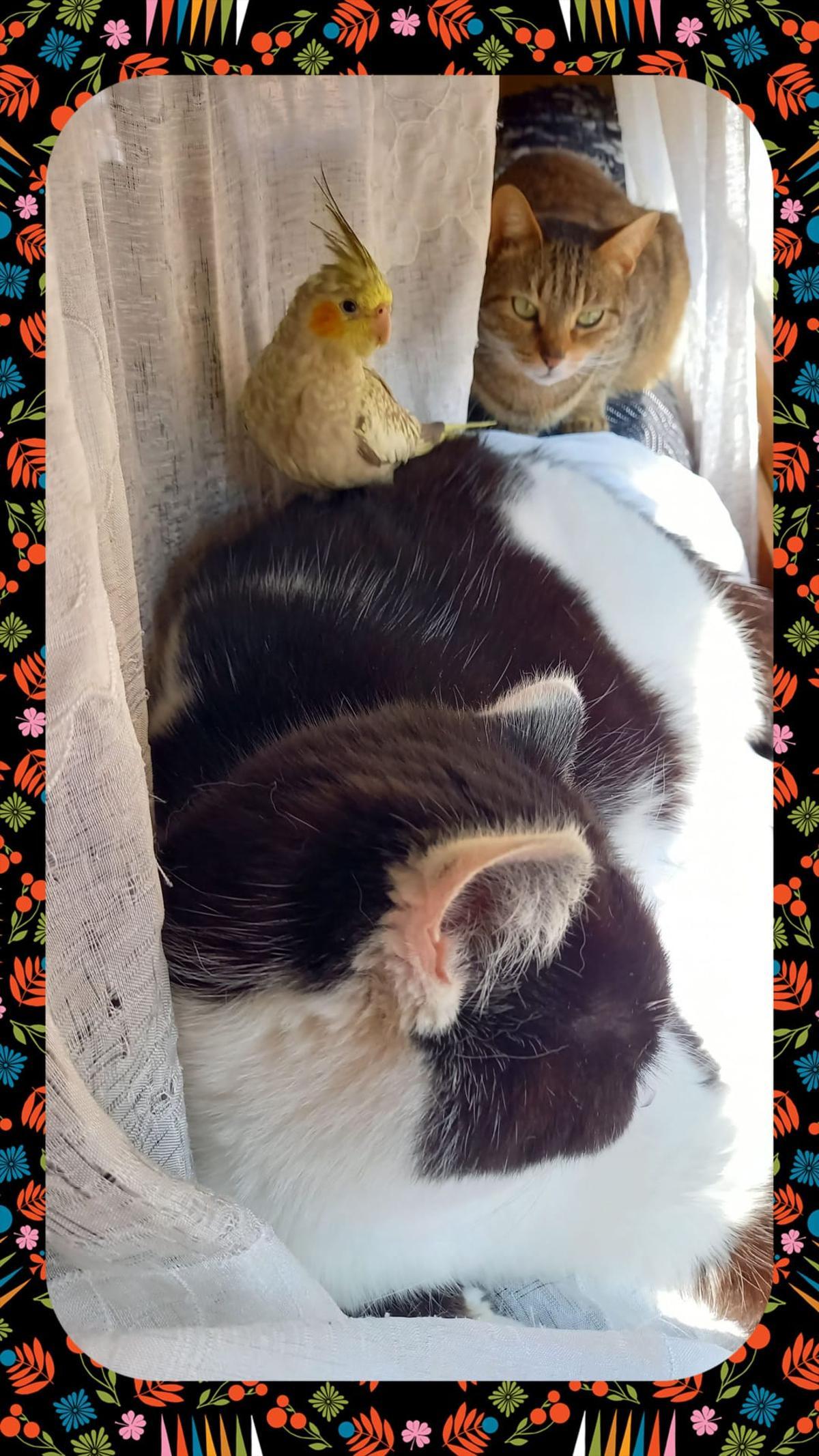 Coco se lleva muy bien con los gatos.