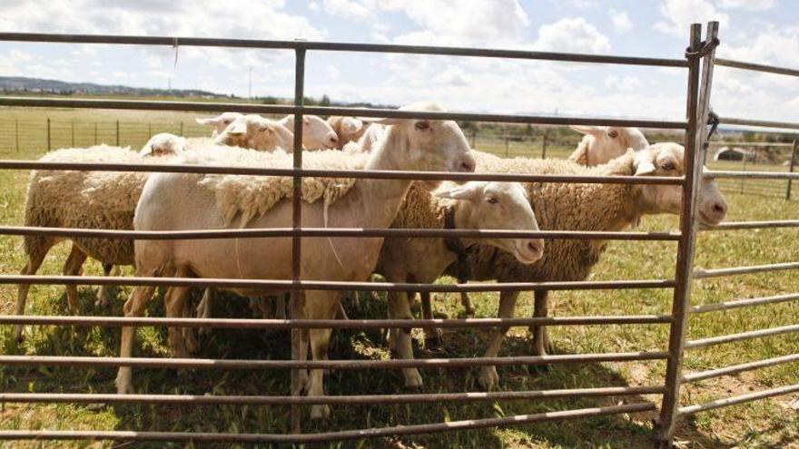 PAR urge medidas de apoyo y ayudas para la ganadería extensiva