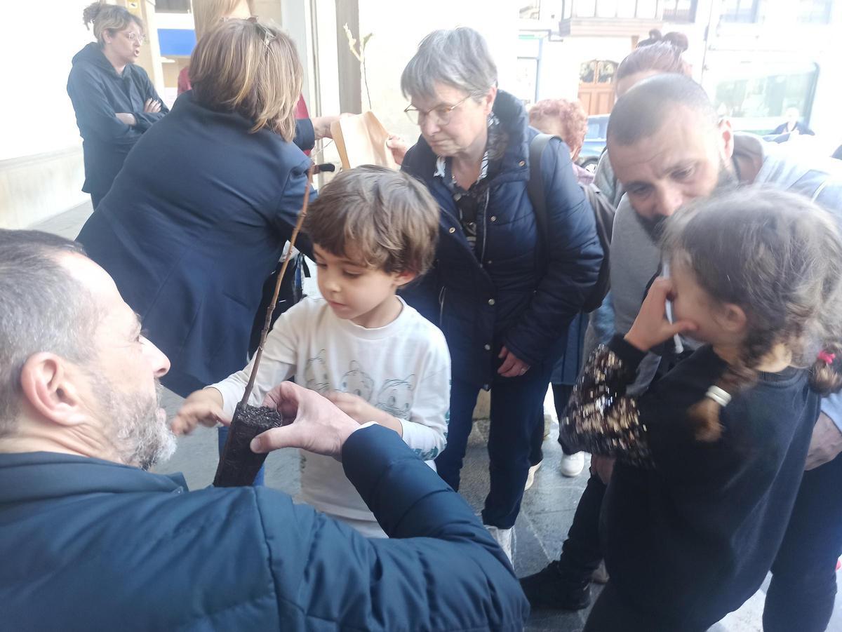 Árboles para la huerta, para cerrar una finca o para replantar en el monte en Siero: así son los usos que dan los vecinos a los plantones repartidos por el Ayuntamiento