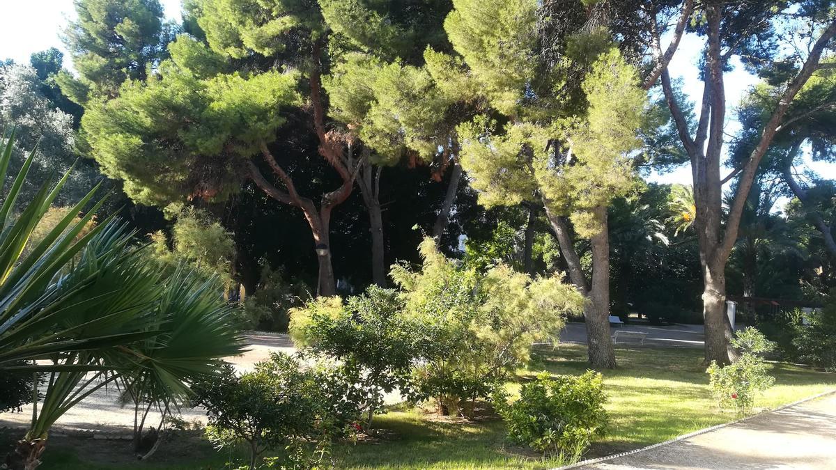 El Parc Nou de Crevillent antes de la remodelación