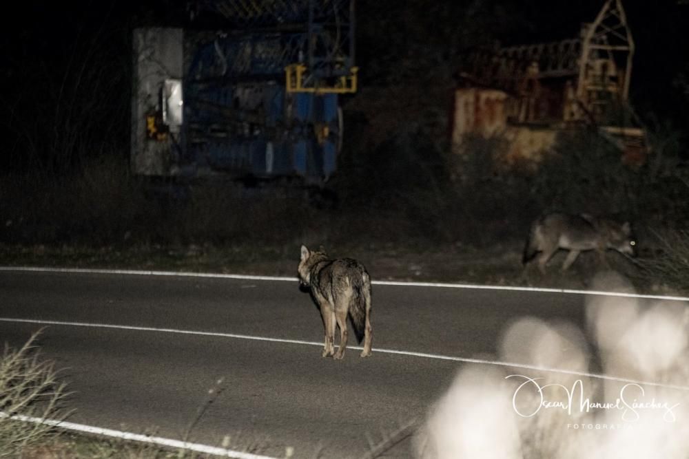 Los lobos se pasean por el asfalto en Sanabria