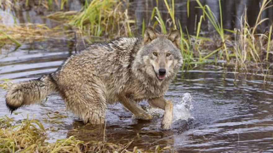 Un ejemplar de lobo en un río.