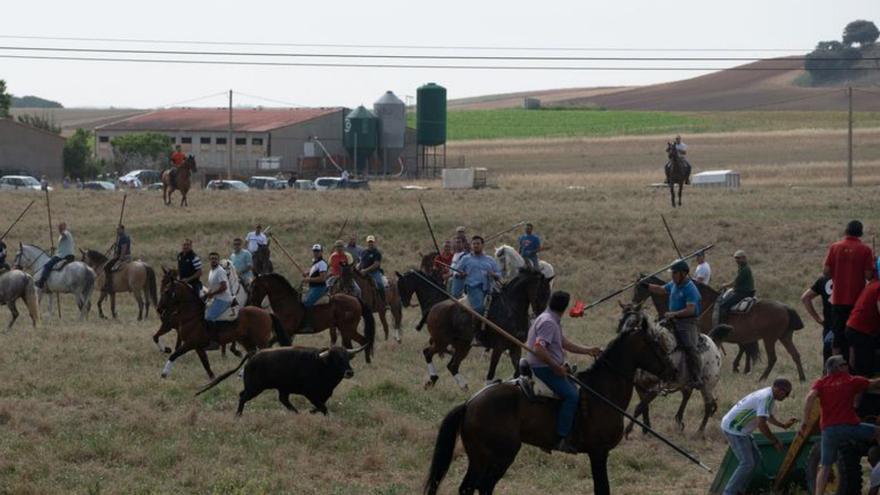 Distintos momentos de los espantes celebrados ayer en Guarrate con motivo de las fiestas patronales de San Antonio, con numeroso público oncentrado en la pradera. | José Luis Fernández