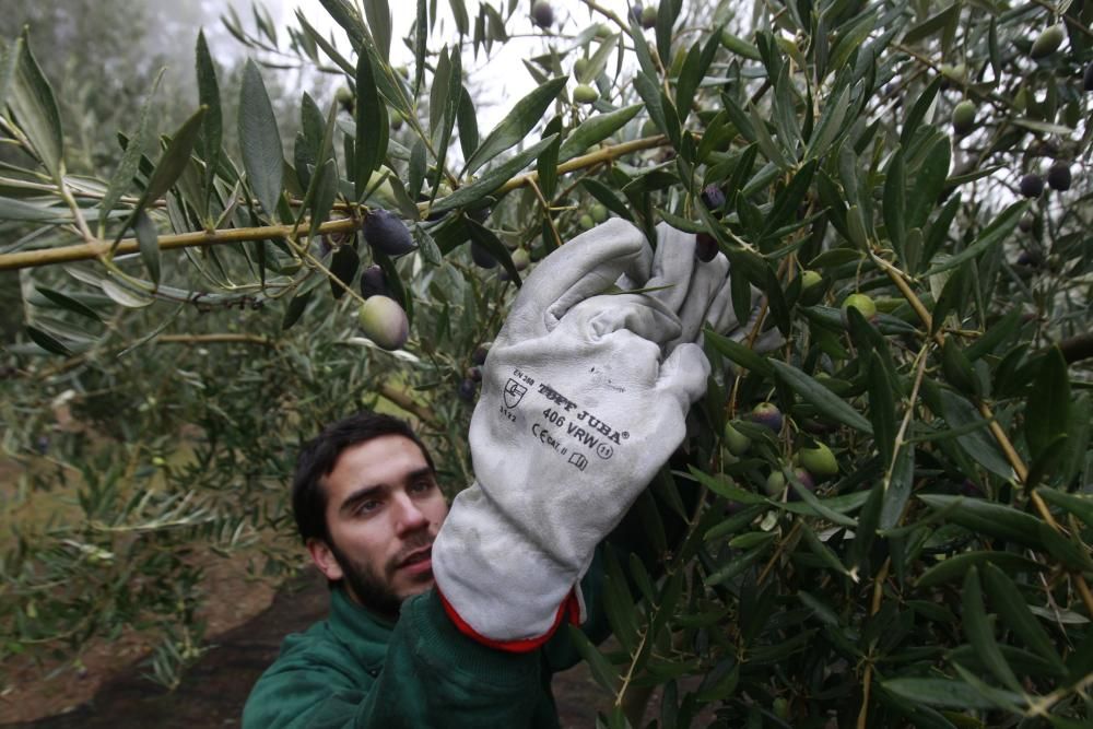 Vareando olivos en el interior de Galicia