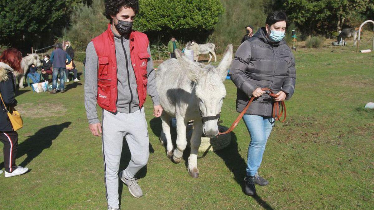 Los burros son más dóciles e intuitivos que otras especies para realizar terapia.