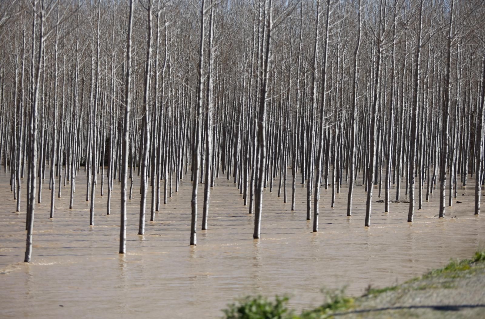 En imágenes | Así transcurre la crecida del Ebro a su paso por Aragón