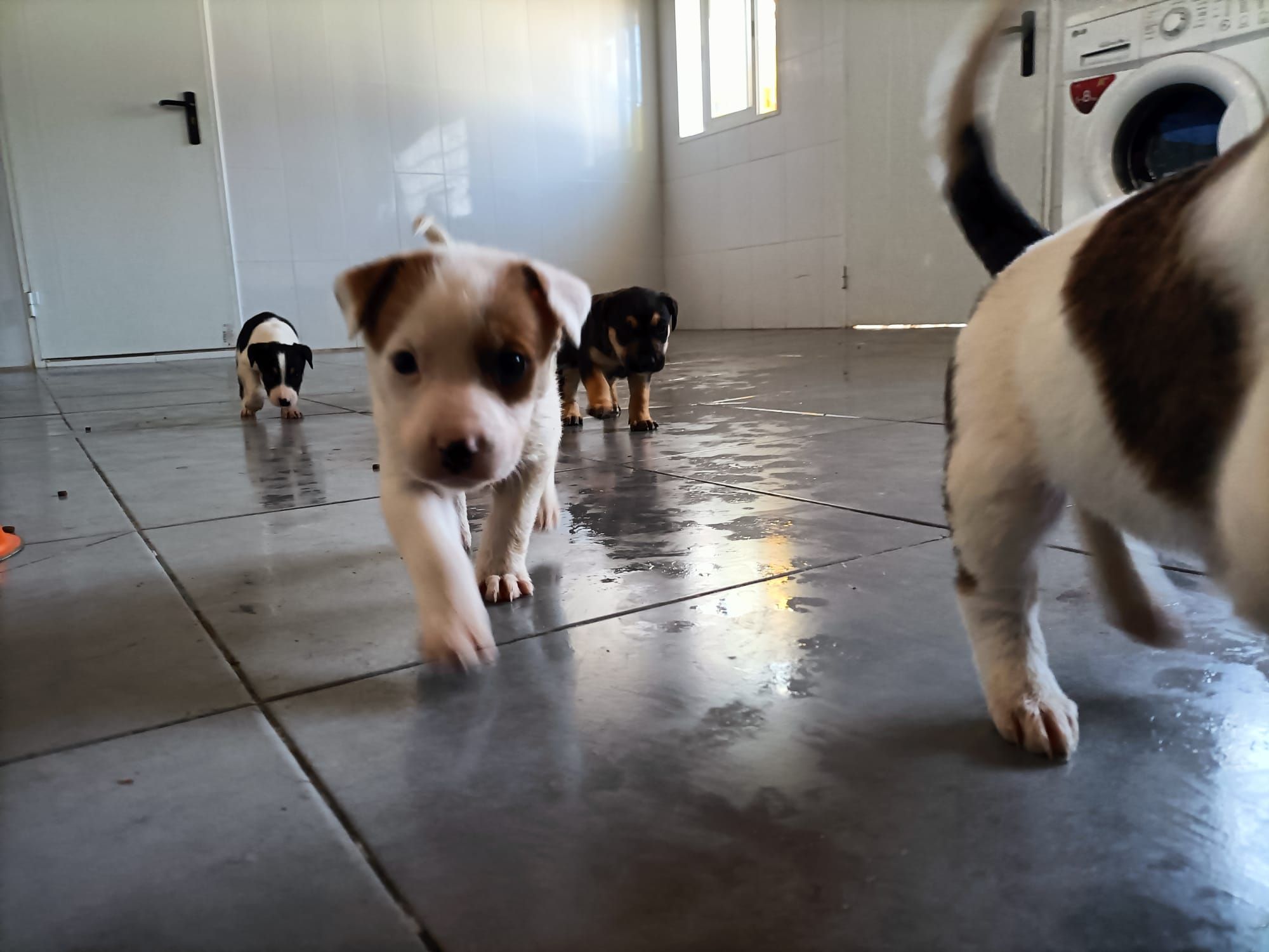 Abandonan a diez cachorros a la intemperie frente a la protectora de animales de Xàtiva