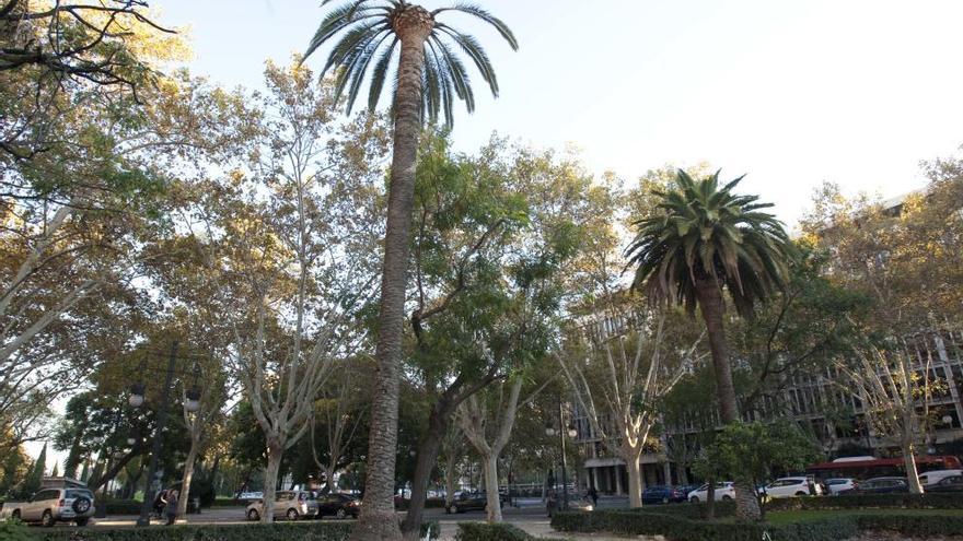 La palmera afectada por el picudo.