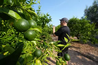 Mala previsión para los cítricos: la producción volverá a desplomarse un 11% en Castellón