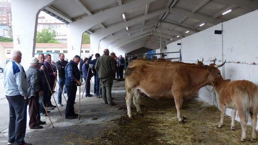 Los ganaderos observan varias reses en la feria de San Francisco de Tineo.